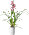 BAUHAUS Darmstadt - Orchidee oder Orchideentopf 'Merina' Angebot im Prospekt Orchidee oder Orchideentopf 'Merina' bei BAUHAUS im Darmstadt Prospekt für 19,95 €