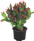 Schlumbergera «Cactus de Noël» - Gardenline - Aldi à Levallois-Perret Schlumbergera «Cactus de Noël» - Gardenline en promo chez Aldi Levallois-Perret à 1,99 €