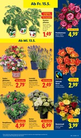 Aktueller Lidl Prospekt mit Blumen, "LIDL LOHNT SICH", Seite 71