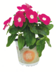 Beetpflanzen-Mix im Angebot bei toom Baumarkt in Oberhausen Beetpflanzen-Mix Angebote von Hot Spot bei toom Baumarkt Oberhausen für 2,99 €