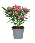 Oleander bei toom Baumarkt im Neuenkirchen Prospekt für 14,99 €