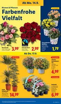 Pflanzen im Lidl Prospekt "LIDL LOHNT SICH" mit 71 Seiten (Braunschweig)