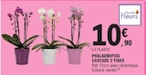 Phalaenopsis cascade 2 tiges - QUARTIER FLEURS - E.Leclerc Phalaenopsis cascade 2 tiges - QUARTIER FLEURS à 10,90 € dans le catalogue E.Leclerc