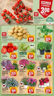 Gemüse im aktuellen REWE Prospekt (Oldenburg) Gemüse im REWE Prospekt "Dein Markt" mit 26 Seiten (Oldenburg)