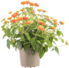 Lantana à Botanic dans Démouville