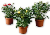 Rosier Prix Mini en promo à 2,99 € chez Super U Rosier Prix Mini dans le catalogue Super U