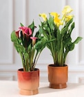 Arum zantedeschia - Super U à Montpellier Arum zantedeschia en promo chez Super U Montpellier à 11,99 €