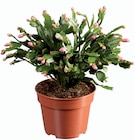 Schlumbergera en promo à 7,99 € chez Lidl Schlumbergera dans le catalogue Lidl