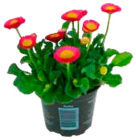 Aktuelles Vierländer Bellis Angebot bei EDEKA in Hamburg ab 0,79 €