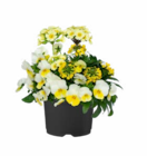 Hagebaumarkt Hainichen Prospekt mit  im Angebot für 3,99 €