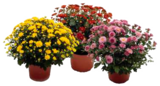 Chrysanthemen oder Zierkürbisse im Angebot bei EDEKA in Cuxhaven Chrysanthemen oder Zierkürbisse Angebote bei EDEKA Cuxhaven für 3,99 €