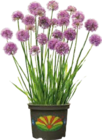Zierlauch (Allium) für 14,99 € bei Globus-Baumarkt im Angebot Zierlauch (Allium) im aktuellen Globus-Baumarkt Prospekt