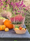 Angebot im Blumen Ostmann Visbek Prospekt Blumen Ostmann Visbek Prospekt mit im Angebot für 1,99 €