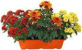 Chrysanthemen-Kasten im Angebot bei Penny in Dessau-Roßlau Chrysanthemen-Kasten Angebote bei Penny Dessau-Roßlau für 3,99 €