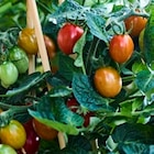 Plant de tomate en godet à 0,69 € dans le catalogue Truffaut