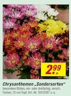 Chrysanthemen „Sondersorten“ von  im aktuellen toom Baumarkt Prospekt für 2,99 €