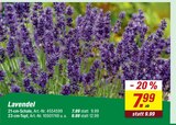 Lavendel bei toom Baumarkt im Schorndorf Prospekt für 7,99 €