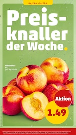 Stauden im Penny Prospekt in Lünen Aktueller Penny Prospekt mit Stauden, "Wer günstig will, muss Penny.", Seite 30