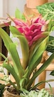 Plante fleurie - Super U à Besançon Plante fleurie en promo chez Super U Besançon à 8,99 €