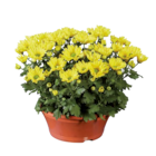Chrysanthemenschale  im aktuellen Lidl Prospekt für 3,49 €