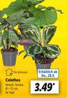Calathea Angebot in Herzberg Calathea im aktuellen Prospekt bei Lidl in Herzberg