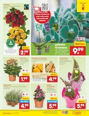 Aktueller Netto Marken-Discount Prospekt mit Blumen, "Aktuelle Angebote", Seite 7