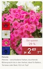 Petunie im aktuellen Pflanzen Kölle Prospekt