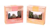 Lot de 3 succulentes ou cactus en promo chez Carrefour Angers à 4,79 €