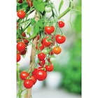 Tomate Cerise en promo chez Carrefour Market Vitry-sur-Seine à 1,99 €