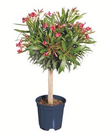 Gartenpflanzen im aktuellen Lidl Prospekt für €13.99