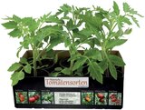 Barquette de tomates anciennes - Lidl à Orléans Barquette de tomates anciennes en promo chez Lidl Orléans à 4,29 €