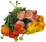 Ranunkeln im Angebot bei REWE in Paderborn Ranunkeln Angebote bei REWE Paderborn für 4,99 €