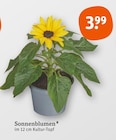Sonnenblumen im Angebot bei tegut in Göttingen Sonnenblumen Angebote bei tegut Göttingen für 3,99 €