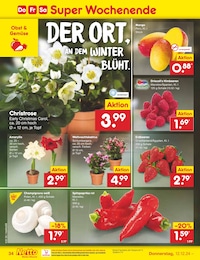 Netto Marken-Discount Stauden im Prospekt 