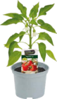 Resistente Gemüsepflanzen von Le Jardin Gourmand für 3,99 € bei Globus-Baumarkt im Angebot Resistente Gemüsepflanzen von Le Jardin Gourmand im aktuellen Globus-Baumarkt Prospekt