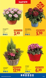 Prix et réduction Plante D'intérieur dans le prospectus Lidl en cours Offre Plante D'intérieur dans le catalogue Lidl du moment à la page 41