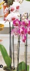 Orchidée 2 tiges dans le catalogue Hyper U