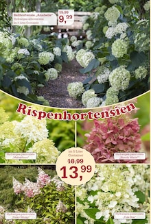 Hortensie im aktuellen Garten-Center Nordharz GmbH & Co. KG Prospekt (Hildesheim) Hortensie im Garten-Center Nordharz GmbH & Co. KG Prospekt "Zeit zum Verweilen" mit 16 Seiten (Hildesheim)