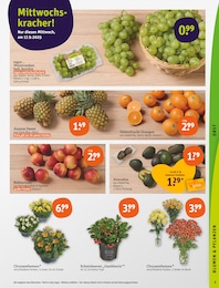Pflanzen Angebot im aktuellen tegut Prospekt auf Seite 5