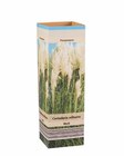 Pampasgras (Cortaderia) Angebote bei Lidl Pinneberg für 2,49 €