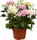 Chrysantheme mix couleur - Lidl à Guyancourt Chrysantheme mix couleur en promo chez Lidl Guyancourt à 4,79 €
