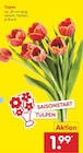 Tulpen Angebote bei Netto Marken-Discount Esslingen für 1,99 €