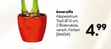 Aktuelle Zimmerpflanzen Angebote bei BayWa Bau- und Gartenmärkte in Nürnberg Aktuelles Amaryllis Angebot bei BayWa Bau- und Gartenmärkte in Nürnberg ab 4,99 €