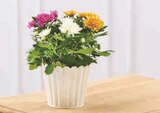 Chrysantheme tricolore en promo chez Super U Nevers à 4,99 €