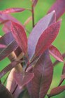 Photinia Red robin - Carrefour à Roubaix Photinia Red robin en promo chez Carrefour Roubaix à 51,96 €