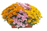 Jardinière de chrysanthèmes - Jardiland à Tours Jardinière de chrysanthèmes en promo chez Jardiland Tours à 10,00 €
