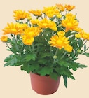 Chrysanthème en promo chez Intermarché Courbevoie à 3,99 €