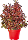 Coprosma im Angebot bei OBI in Erfurt Coprosma Angebote bei OBI Erfurt für 2,99 €