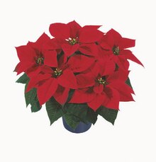 Großer Weihnachtssternbusch Angebot in Ochtrup im aktuellen Prospekt bei Lidl in Ochtrup