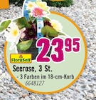Seerose von FloraSelf für 23,95 € bei Hornbach im Angebot Seerose von FloraSelf im aktuellen Hornbach Prospekt